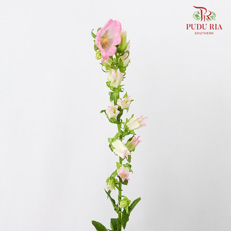 Campanula Pink - 5 Stems - Pudu Ria Florist Southern