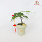 CNY Potted Plant Arrangement 2024#31