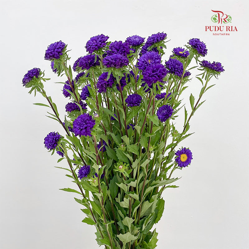 Aster Purple 翠菊 - (Per Bundle)
