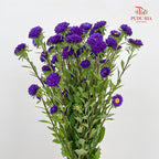 Aster Purple 翠菊 - (Per Bundle)