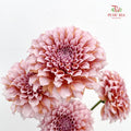 Dahlia Hybrida Cream Peach 奶油桃子大理花 - (5 Stems)