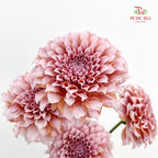 Dahlia Hybrida Cream Peach 奶油桃子大理花 - (5 Stems)