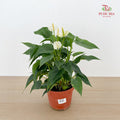 Anthurium Mix P150 - White