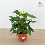 Anthurium Mix P150 - White