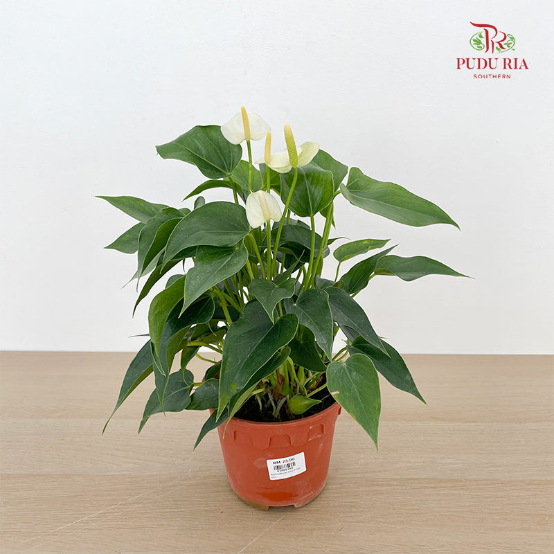 Anthurium Mix P150 - White