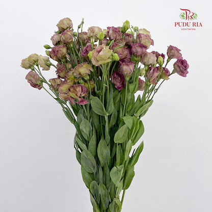 Eustoma Tea (12-15 Stems)