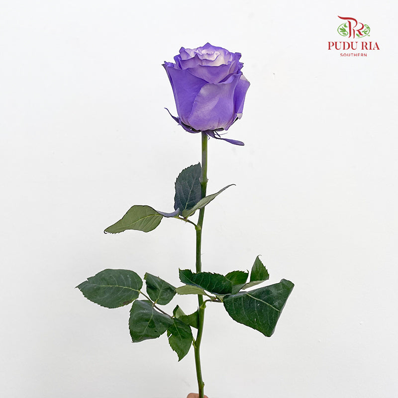 Rose Mondial Dyed Pastel Violet - (8-10 Stems)