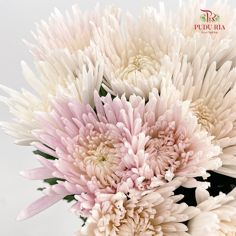 Net Mum Chrysanthemum White Pink - (10-12 Stems)