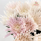 Net Mum Chrysanthemum White Pink - (10-12 Stems)