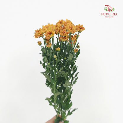 Chrysanthemum Santini / Calimero Mini Daisy Orange
