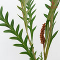 Grevillea Grass - Pudu Ria Florist Southern