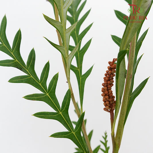 Grevillea Grass - Pudu Ria Florist Southern
