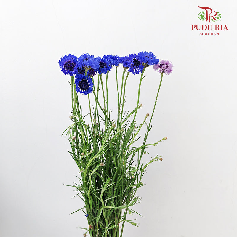 Cornflower Blue 矢车菊 - (Per Bundle)