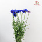 Cornflower Blue 矢车菊 - (Per Bundle)