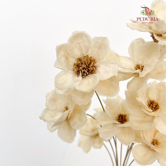 Dry New Wax Flower - Natural