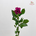 Rose Blueberry - (8-10 Stems)