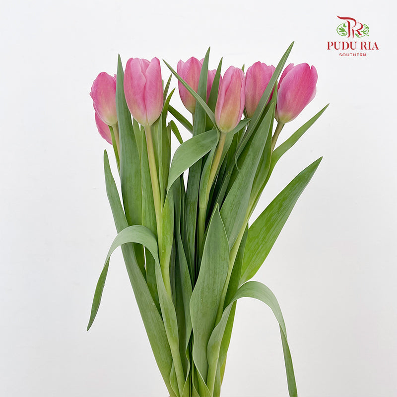 Tulip Pink 郁金香 - (8-10 Stems)