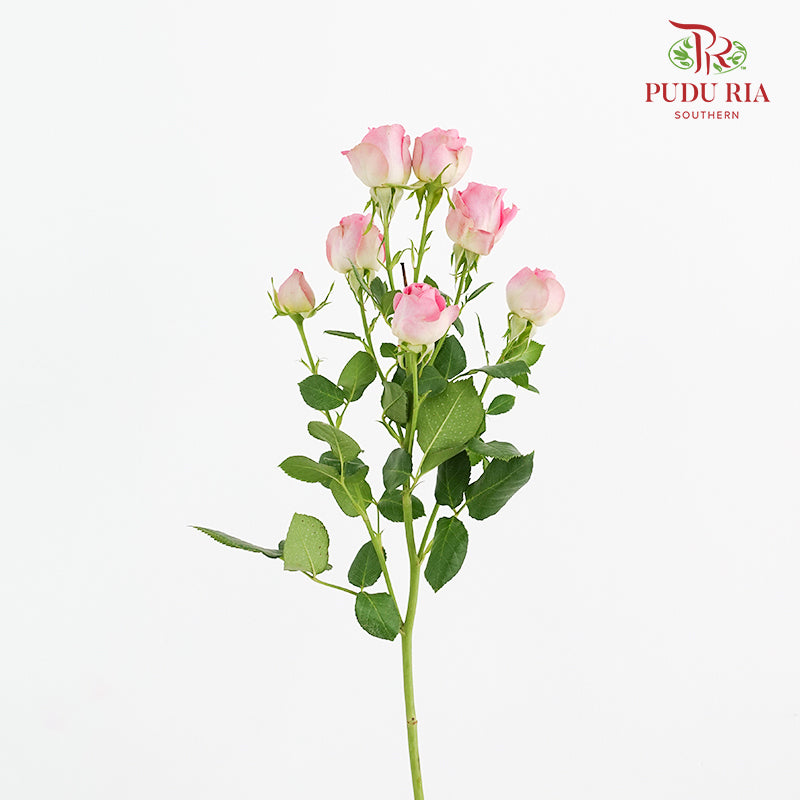 Rose Spray Wendy - (8-10 Stems)