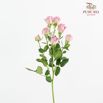 Rose Spray Wendy - (8-10 Stems)