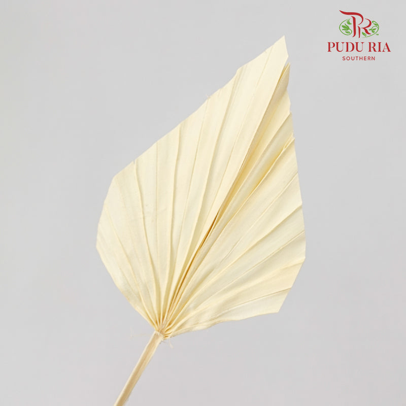 Dry Spear Palm (S) - Cream