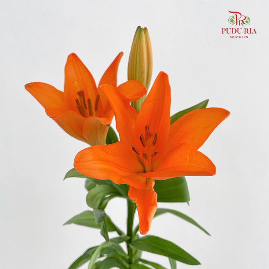 Tiger Lily Orange - (5 Stems)