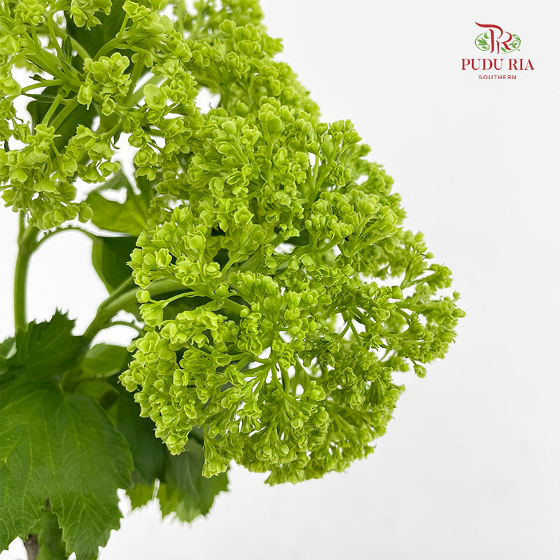 Viburnum 荚蒾 - (Per Bundle)