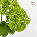 Viburnum 荚蒾 - (Per Bundle)