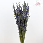 Dry Lavender