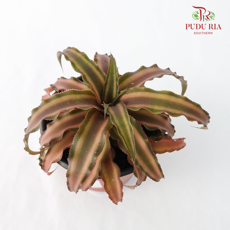 Cryptanthus Brown - Pudu Ria Florist Southern