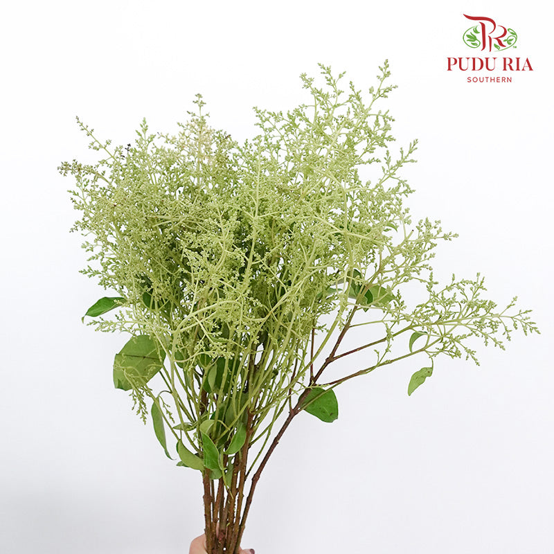 Ligustrum Lucidum (Mi zhen) - Pudu Ria Florist Southern
