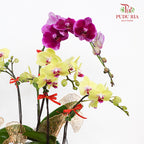 CNY Potted Plant Arrangement 2024#84
