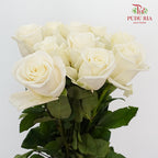 Rose Playa Blanca (8-10 Stems) - Pudu Ria Florist Southern