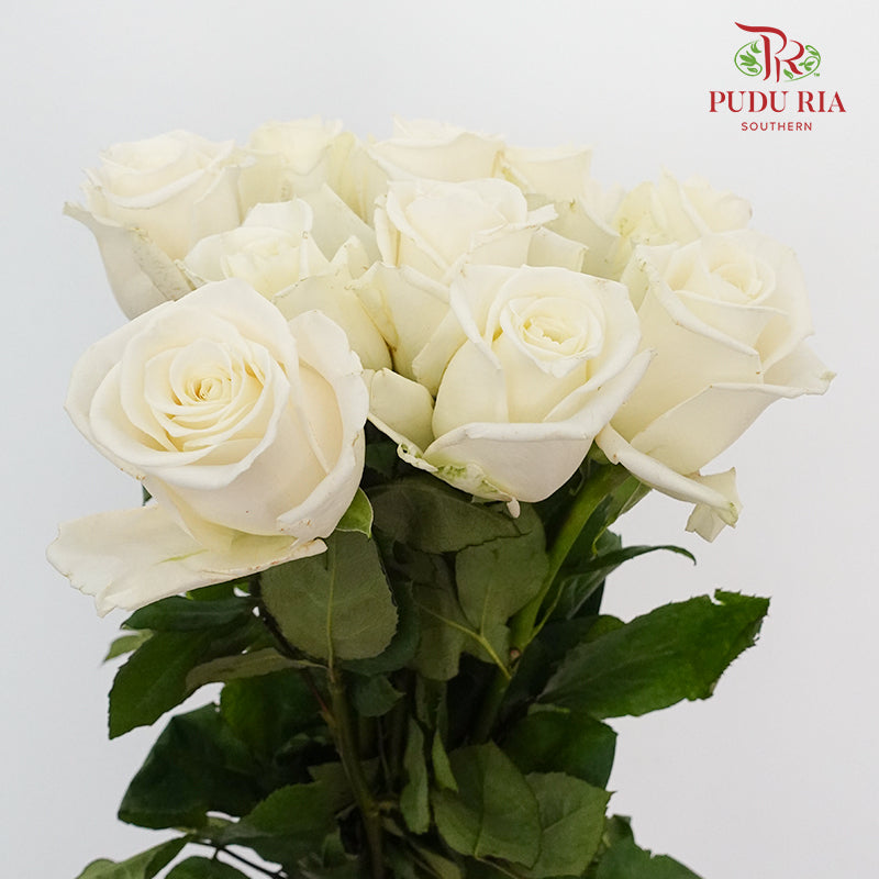 Rose Playa Blanca (8-10 Stems) - Pudu Ria Florist Southern
