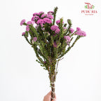 Metalasia - Pudu Ria Florist Southern