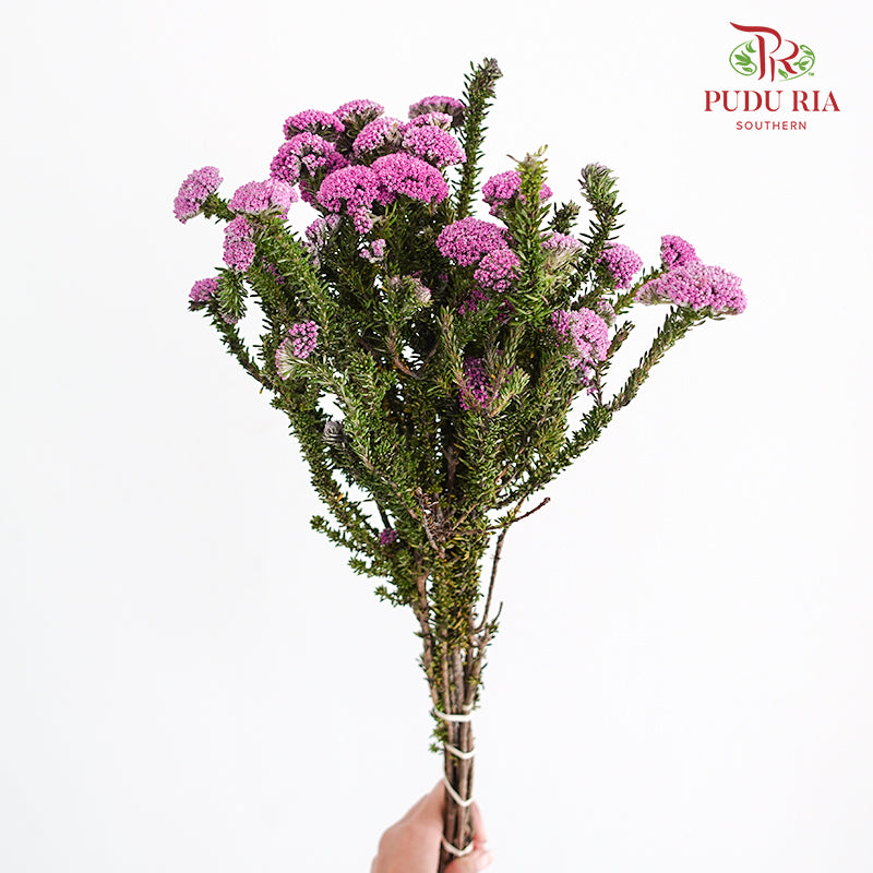 Metalasia - Pudu Ria Florist Southern