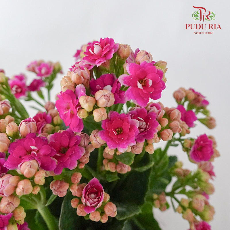 Kalanchoe 万紫千红