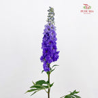 Delphinium Short Purple 飞燕草 - (5 Stems)