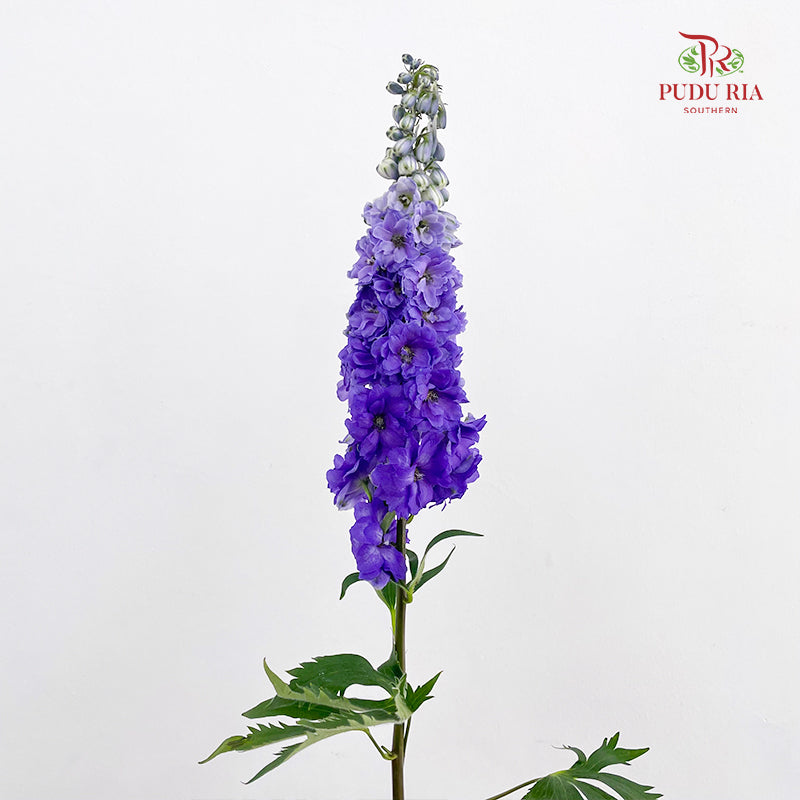 Delphinium Short Purple 飞燕草 - (5 Stems)