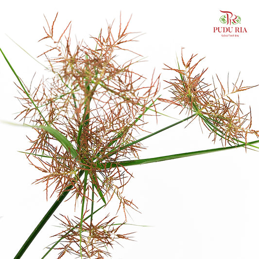 Nutsedge