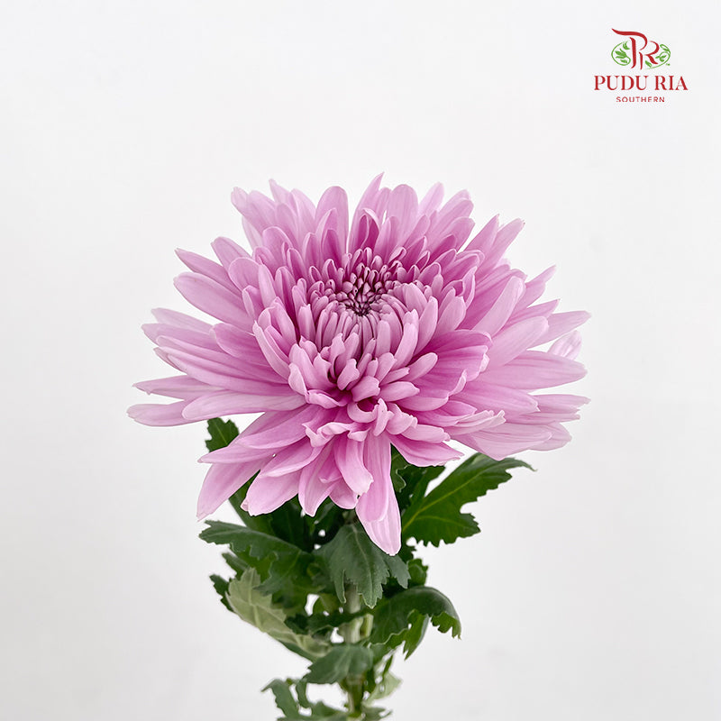 Net Mum Chrysanthemum Light Purple - (5-6 Stems)