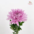 Net Mum Chrysanthemum Light Purple - (5-6 Stems)