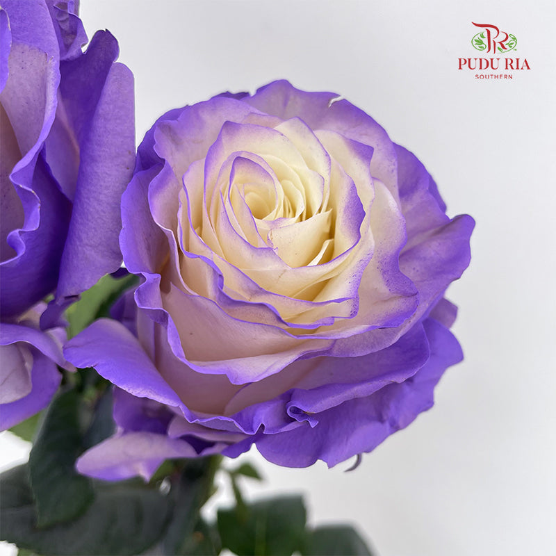 Rose Mondial Dyed Pastel Violet - (8-10 Stems)