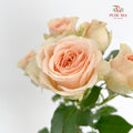Rose Spray Sancerre - (8-10 Stems)