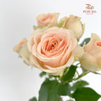Rose Spray Sancerre - (8-10 Stems)