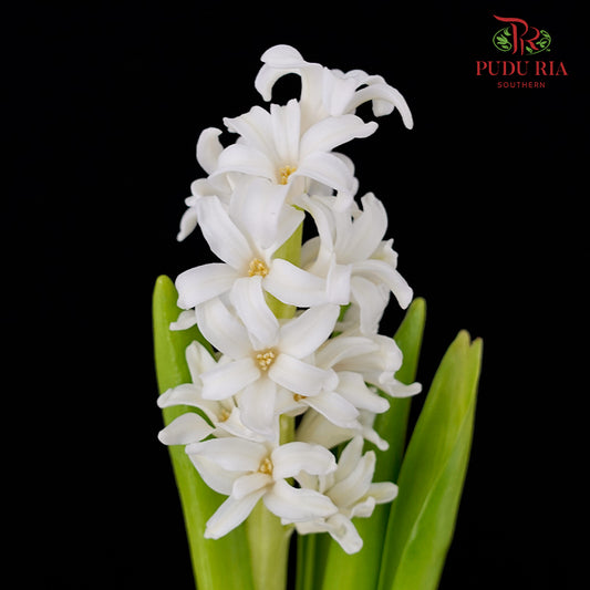 Hyacinthus White - (5 Stems)