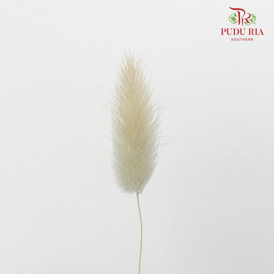 Dry Lagurus (Bunny Tails) - Light Taupe - Pudu Ria Florist Southern