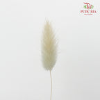 Dry Lagurus (Bunny Tails) - Light Taupe - Pudu Ria Florist Southern