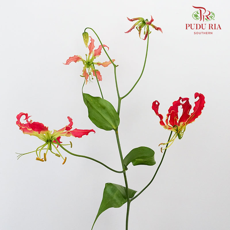 Gloriosa Hot Pink - Pudu Ria Florist Southern