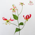 Gloriosa Hot Pink - Pudu Ria Florist Southern
