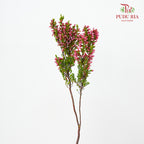 Erica Pink - (Per Bundle)